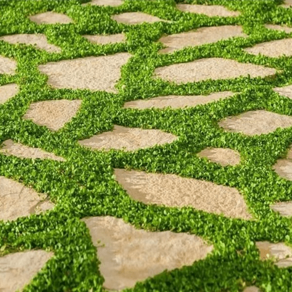 Des images de diff�rentes plantes